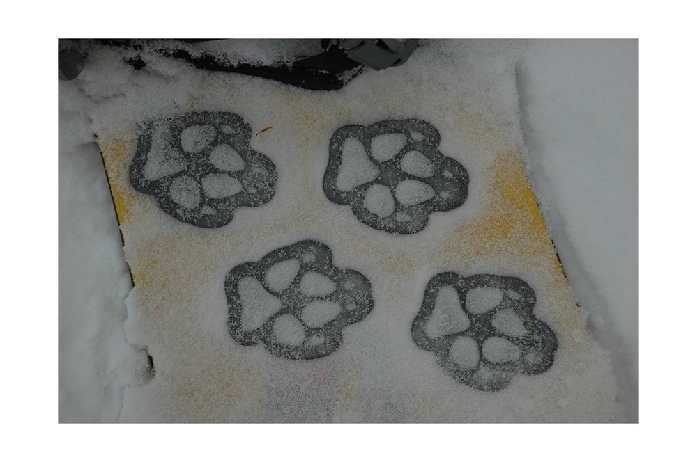 Toejamr Stomp Pads - 4 Puppy Paws - Gray