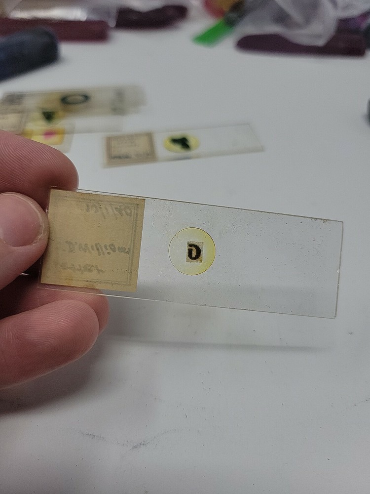 Vintage Microscope Slide 1940