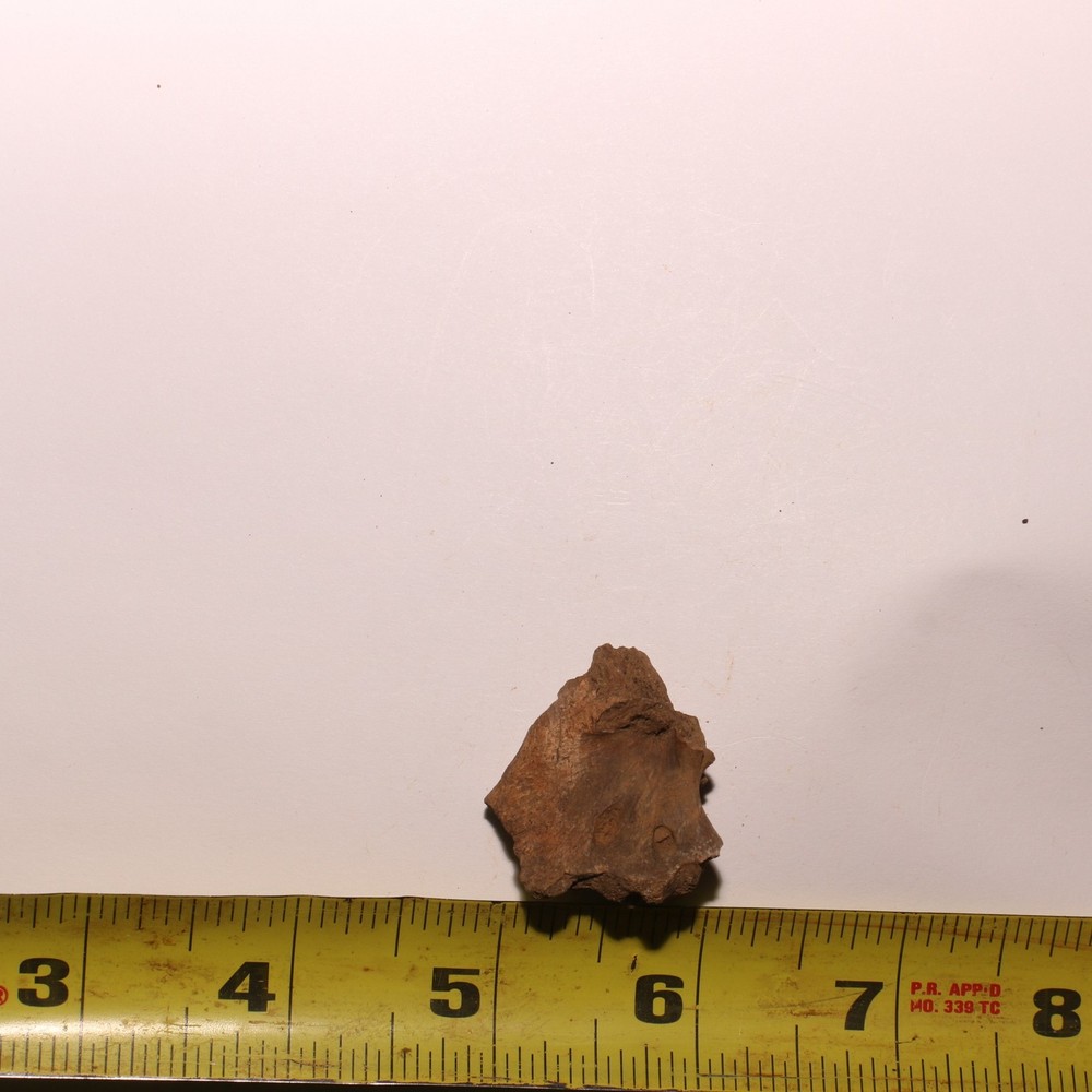 Dinosaur Process / Brain Case Partial Hell Creek Formation - Dinosaur Fossil
