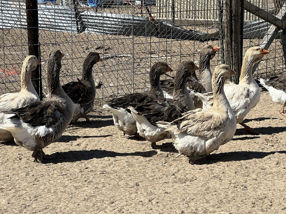 Jumbo Dewlap Toulouse Hatching Eggs