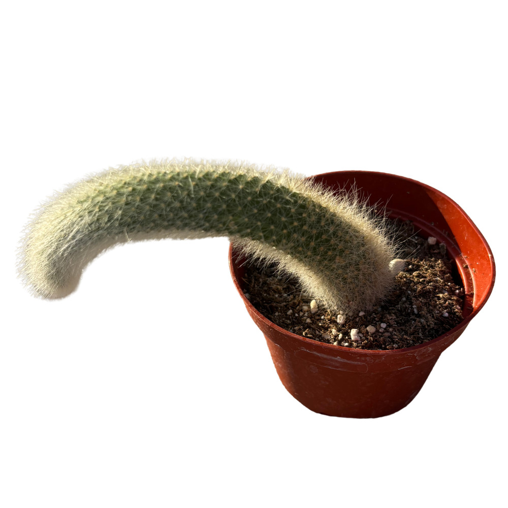 4" Monkey Tail Cactus | Hildewintera Colademononis