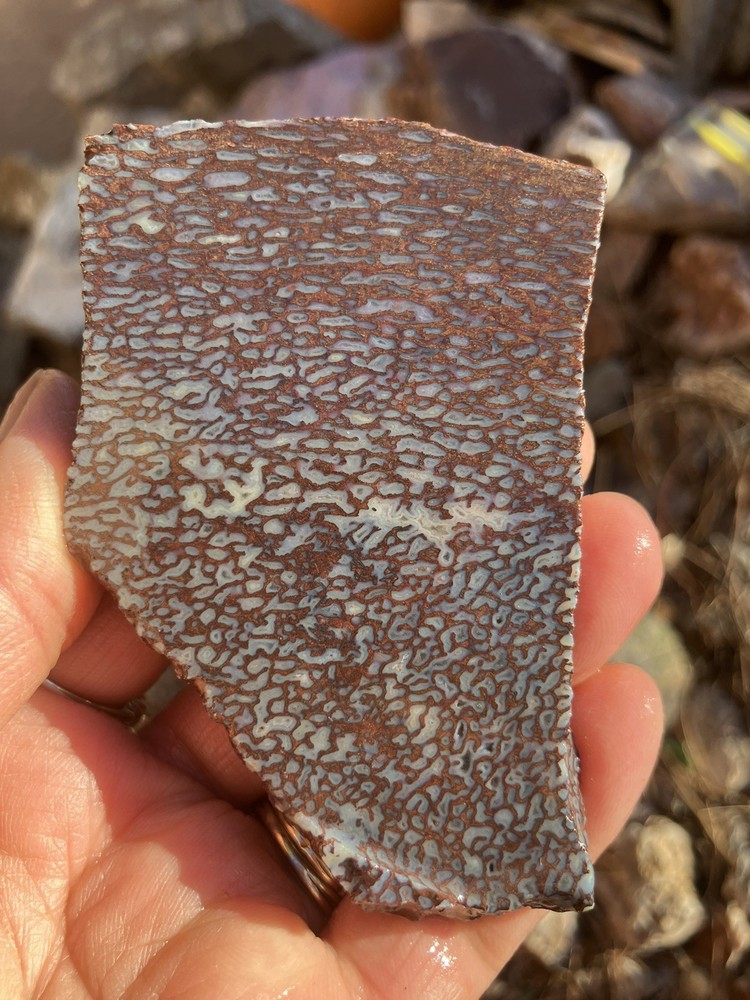 Dinosaur Bone