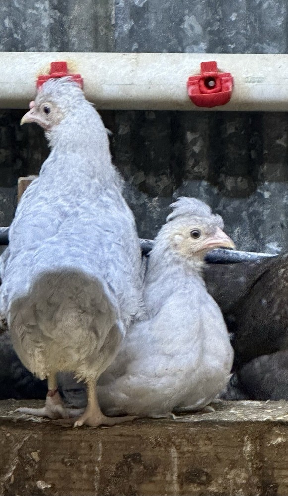 6+ Opal Legbar Hatching Eggs