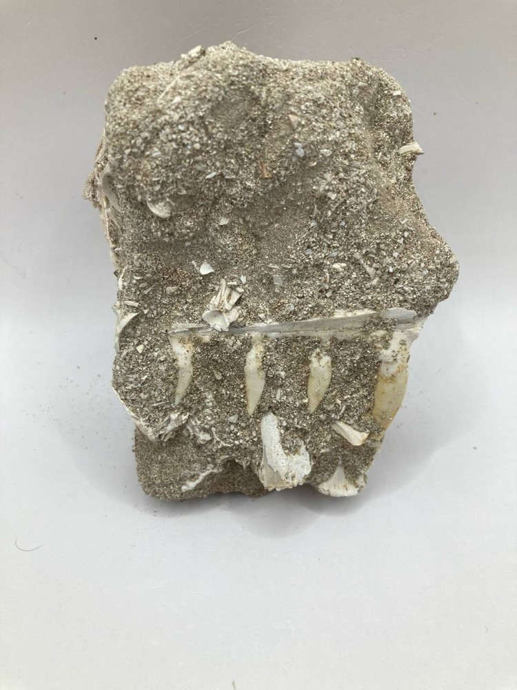 Enchodus Jaw Fossil with Sharp Teeth Rare Cretaceous Predator Fish Morocco