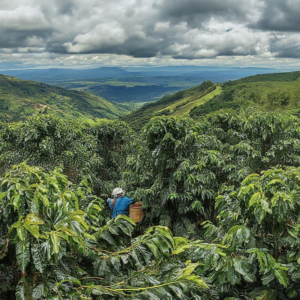 Congo Blue Mountain Coffee