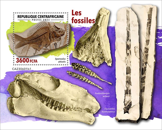 Fossils