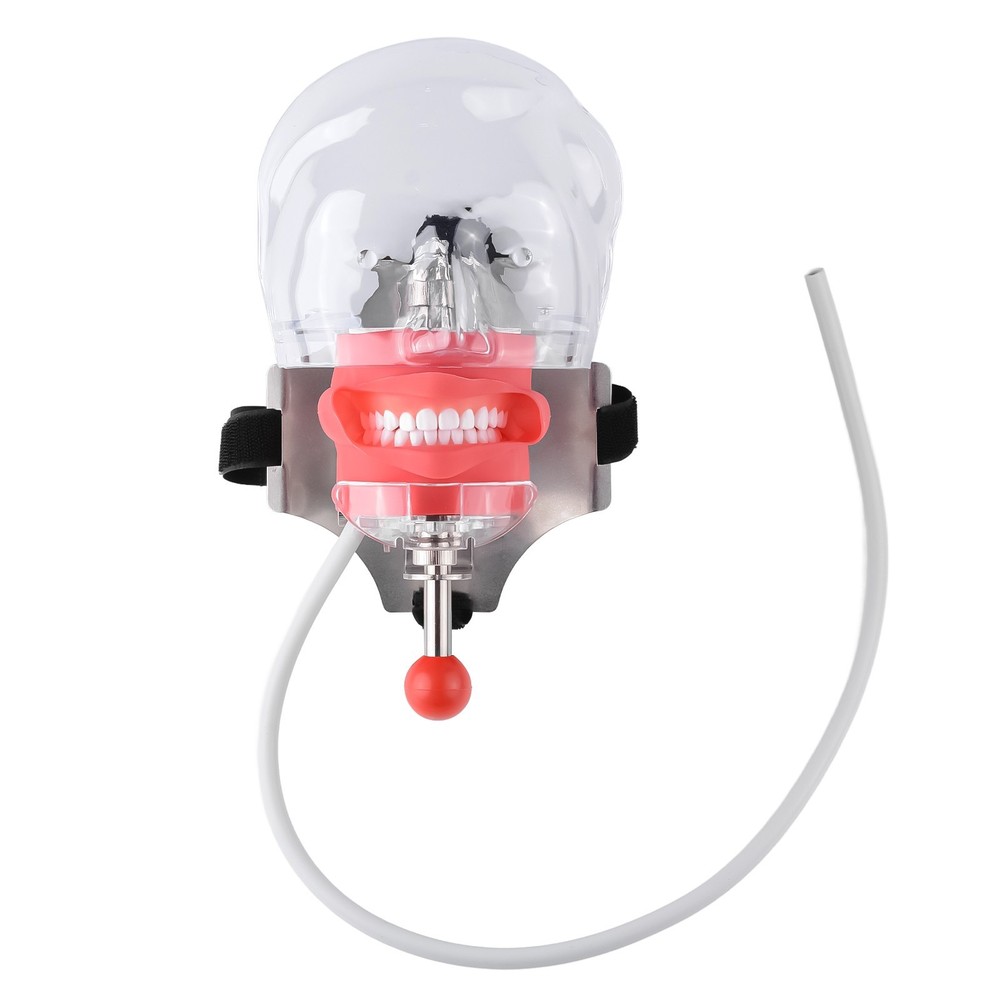 Dental Simulator Mannequin Head Teaching Typodont Model with 28 Removable Teeth