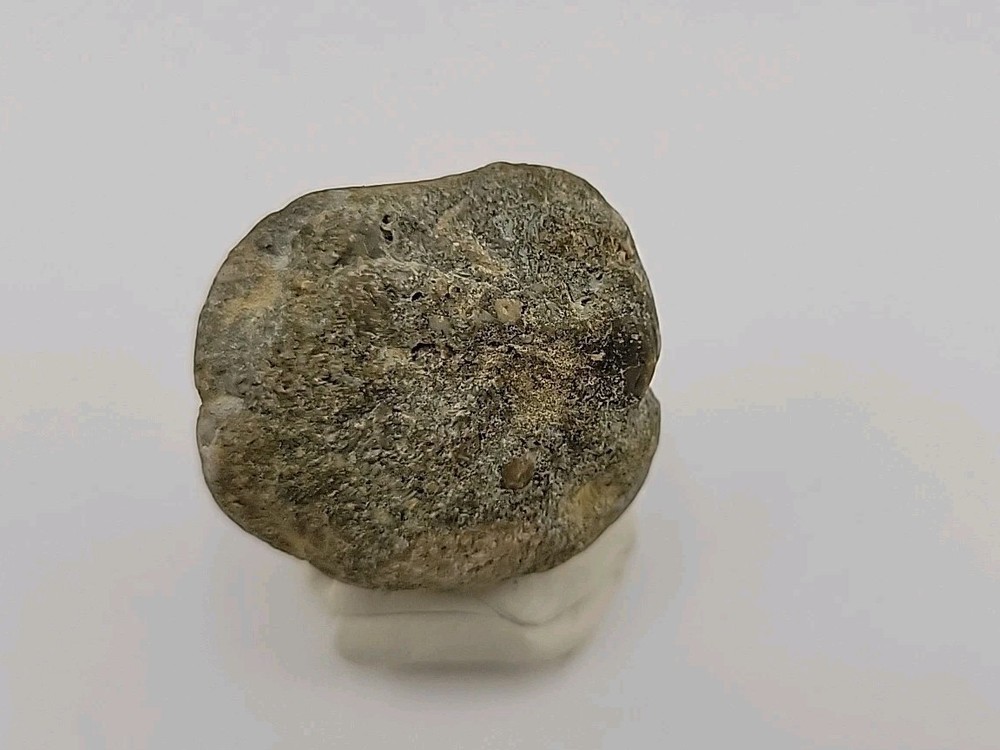 Real Permineralized Dinosaur Half Egg Embro Uv Reactive