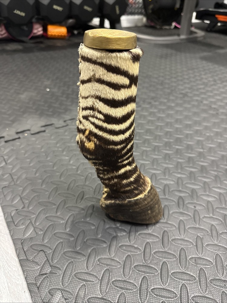 Zebra Leg Taxidermy