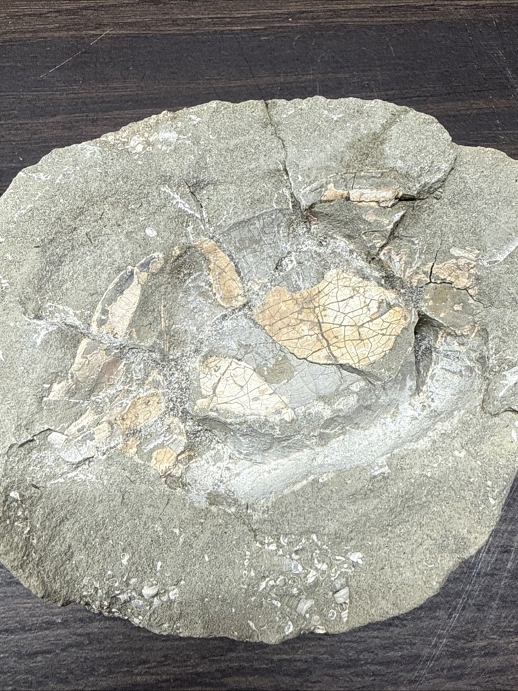 Unique Fossil Crab Ball Type Specimen