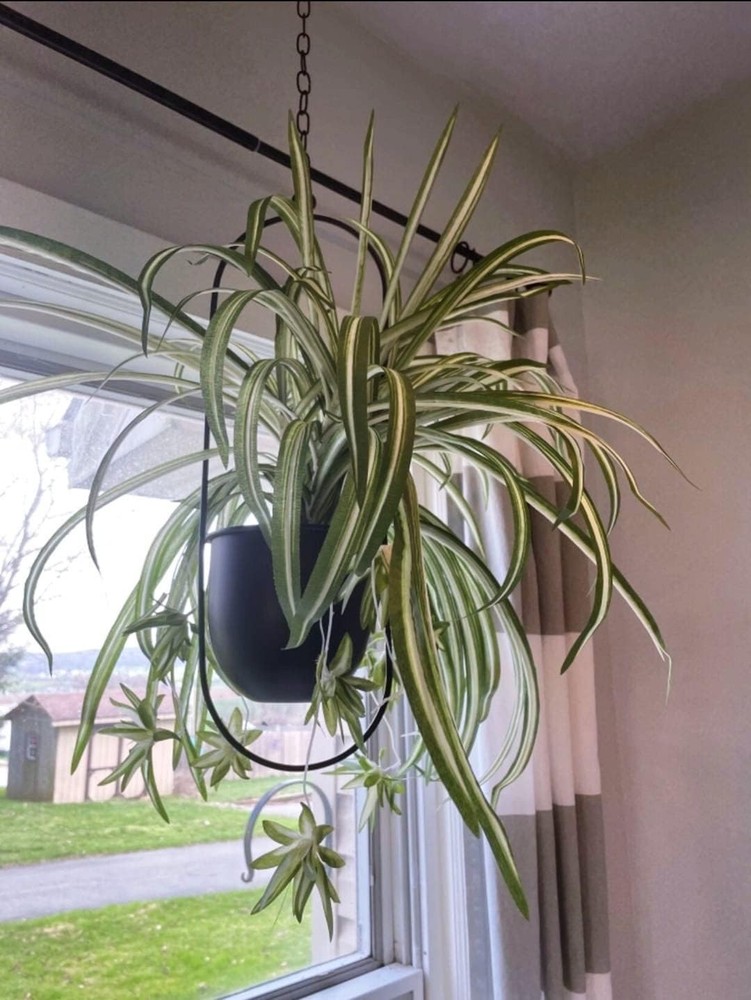 Transform Your Space with 2 Black Hanging Planters - Minimalist & Stylish