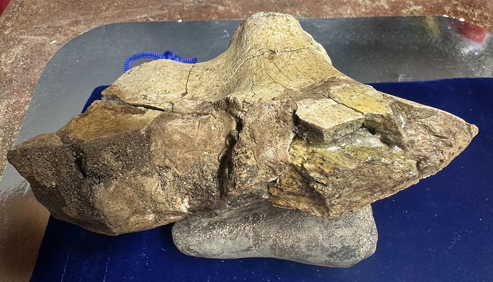 Genuine Hadrosaur dinosaur fossil