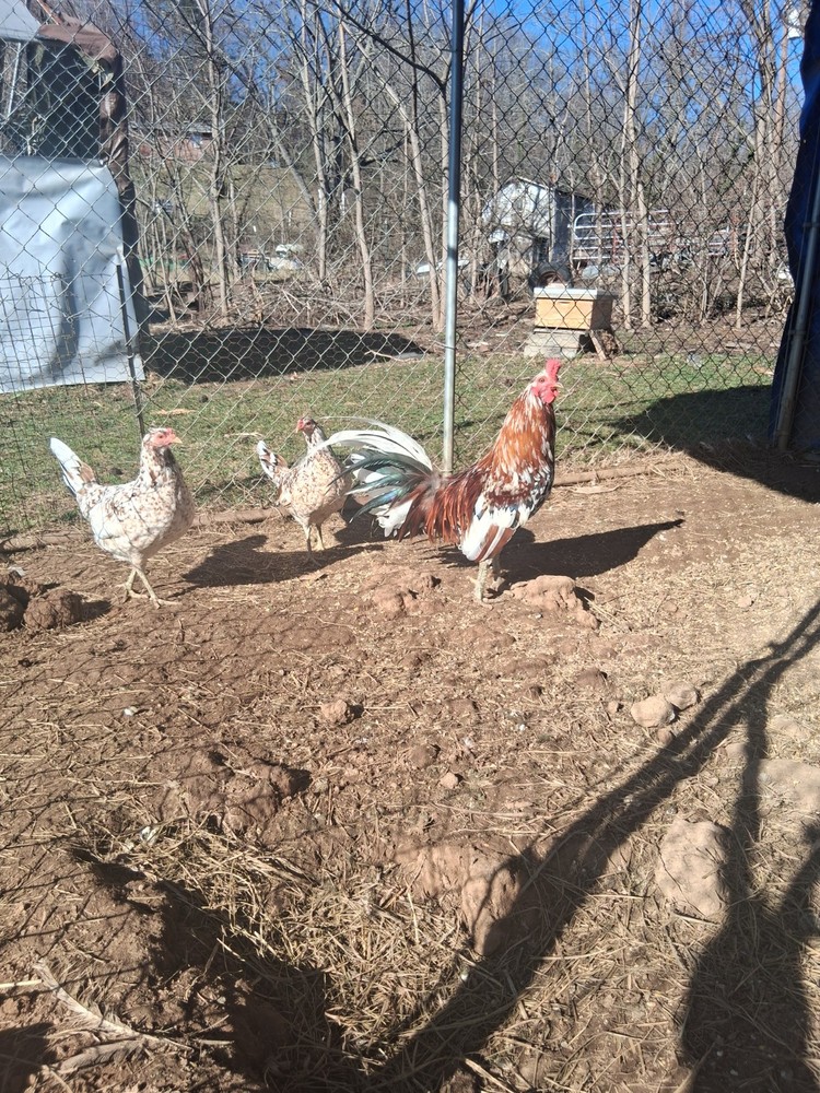 6 +Spangled Hatch Pure Hatching Eggs