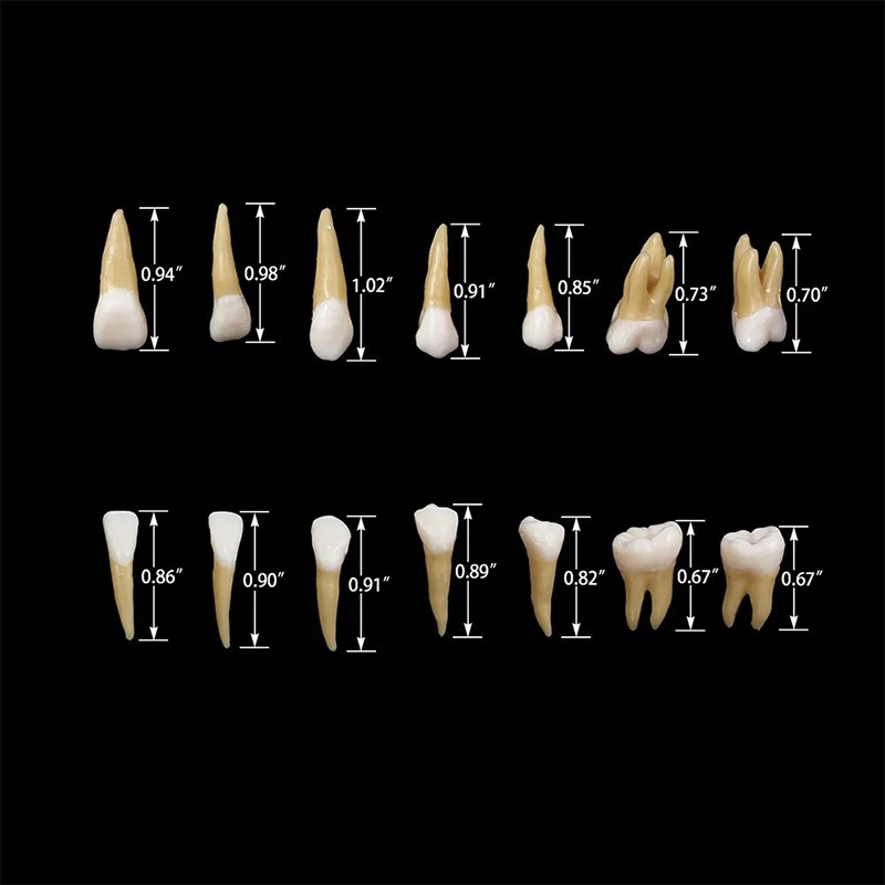 28pcs/kit Dental 1: 1 Permanent Teeth Demonstration Implant Teaching Study Model