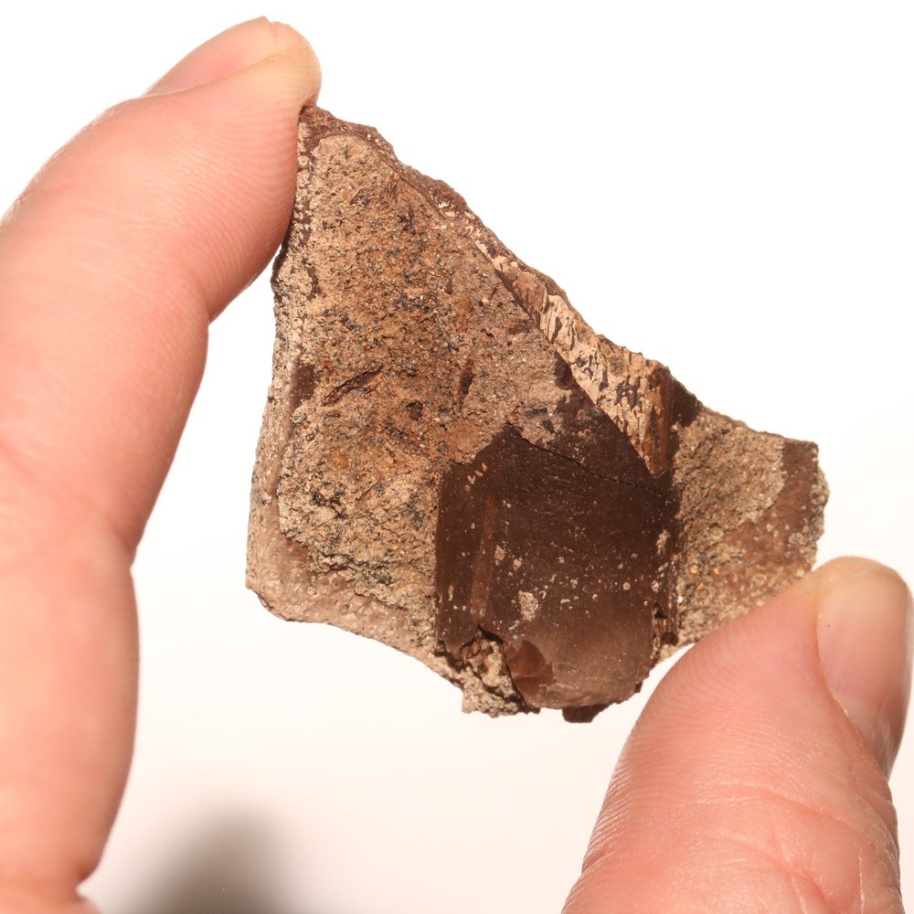 Turtle Shell Piece - Dinosaur Age Specimen - Hell Creek Formation Cretaceous