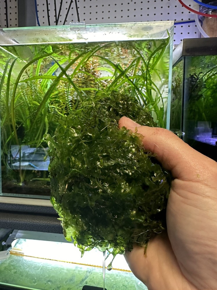 Süsswassertang Two Large Handfuls.