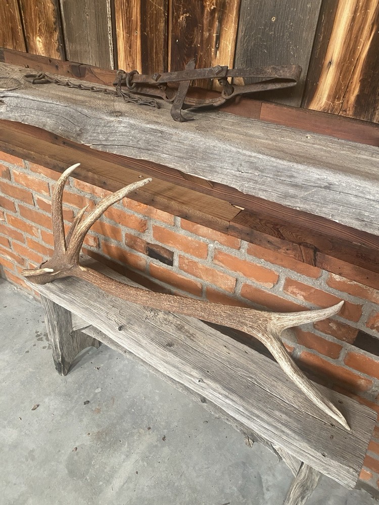 Unique “freak” Elk Antler ~ Shed