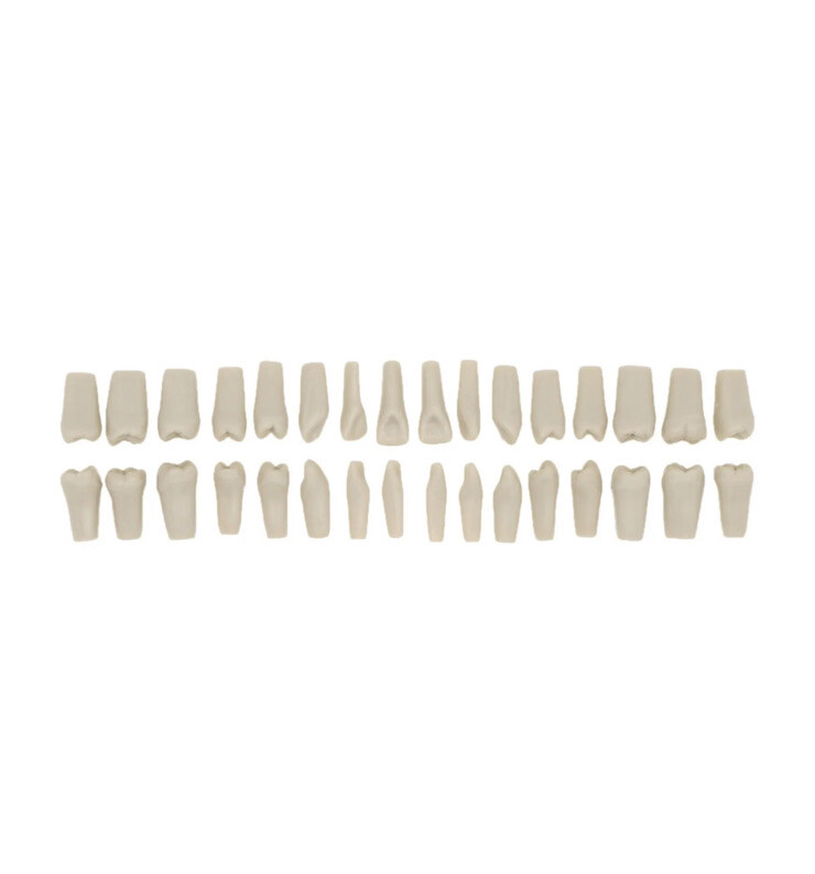 ADC EXAM teeth For Columbia Dentoform - 100 pack