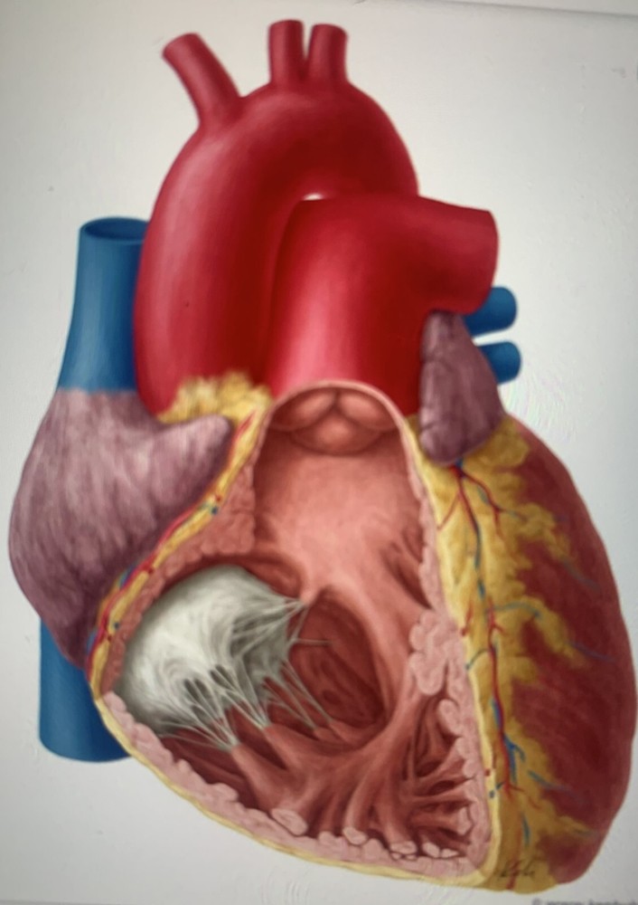 Fuerza Vital Cardioprotector