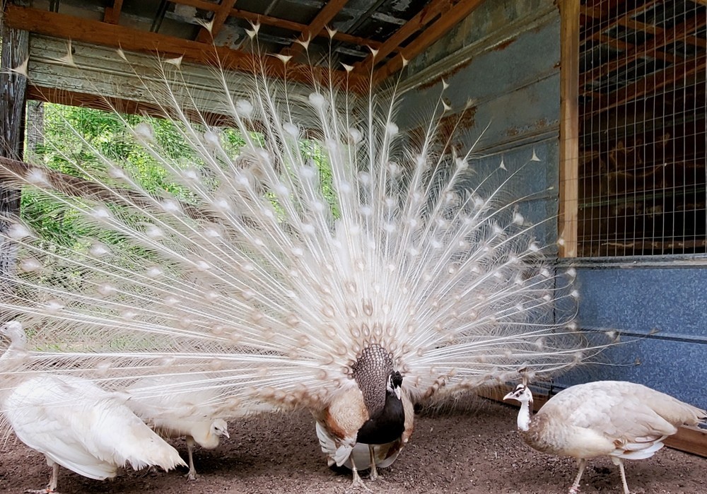 *5* Peacock Peafowl Hatching Eggs Variety Pack! *Ready Now* *NPIP*