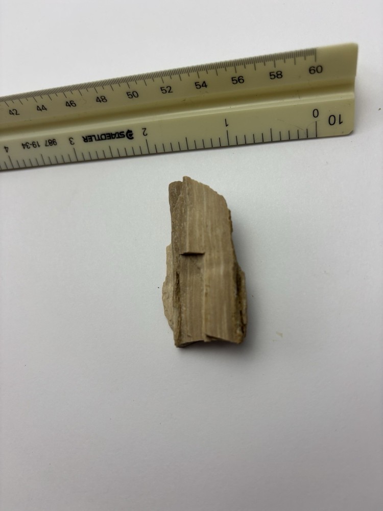 Petrified Wood