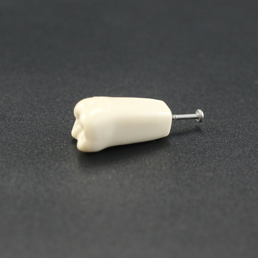 Columbia Dentoform 860 Dental Typodont Teeth Replacement Individual Teeth Model