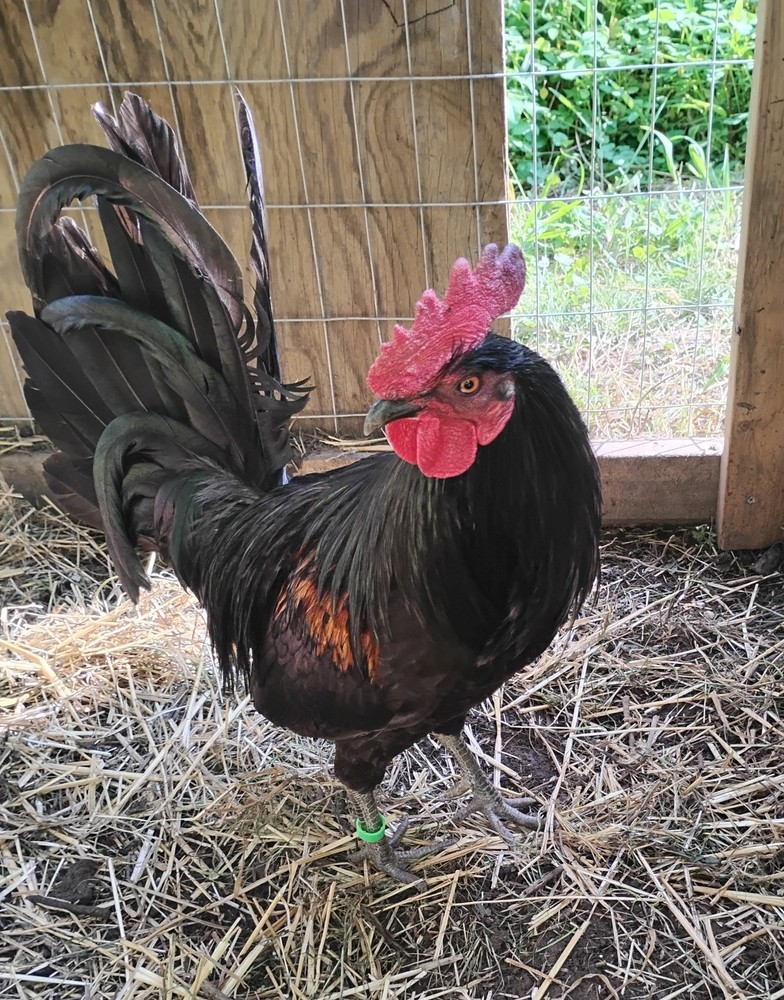 Pure Sid Taylor *10 Hatching Eggs