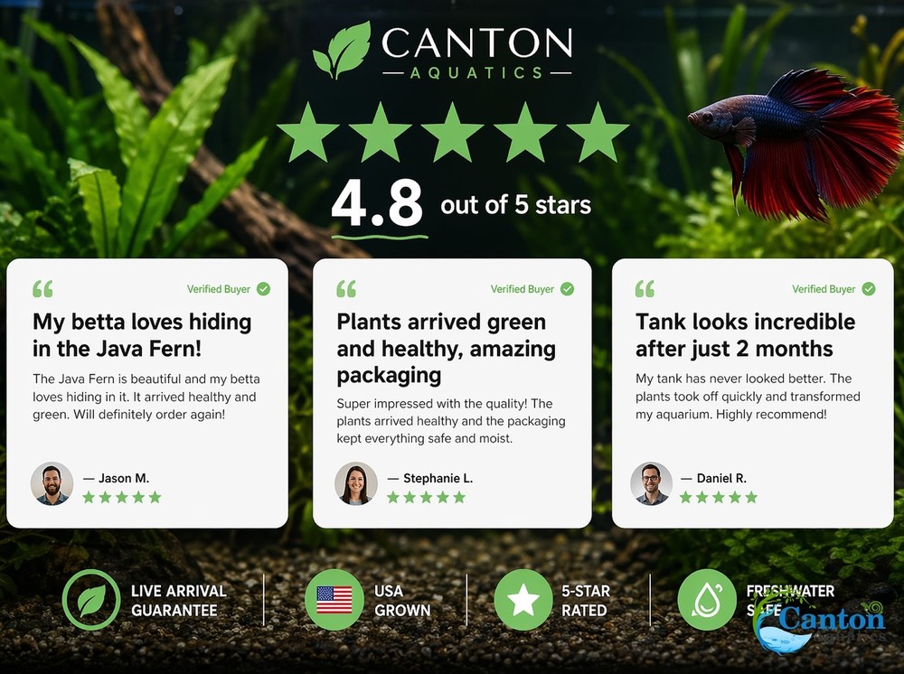 Betta Fish Plant Bundle 5 Live Plants Low Light Aquarium Kit Java Fern