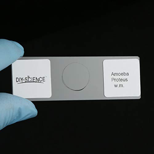 Prepared Microscope Slides Set for Biology - 16 Specimens for Science Education