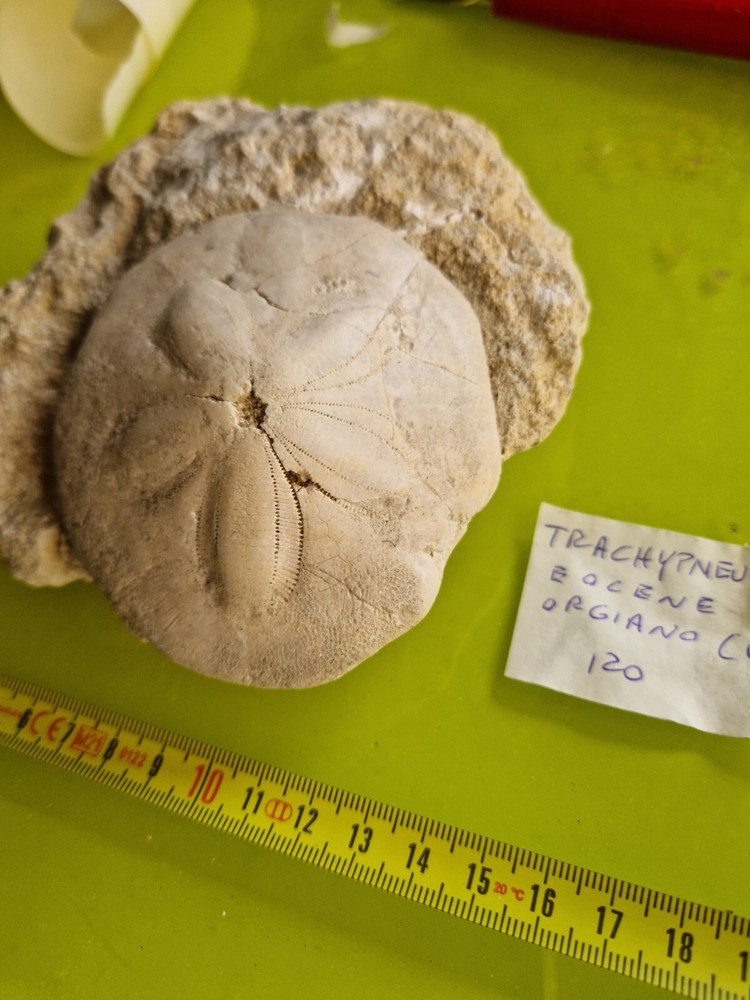 FOSSILI - Riccio di Mare Grande * Echinoide TRIPNEUSTES
