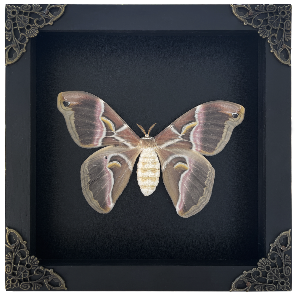 Framed Moth Shadow Box Display Real Taxidermy Insect Frame Gothic Decor