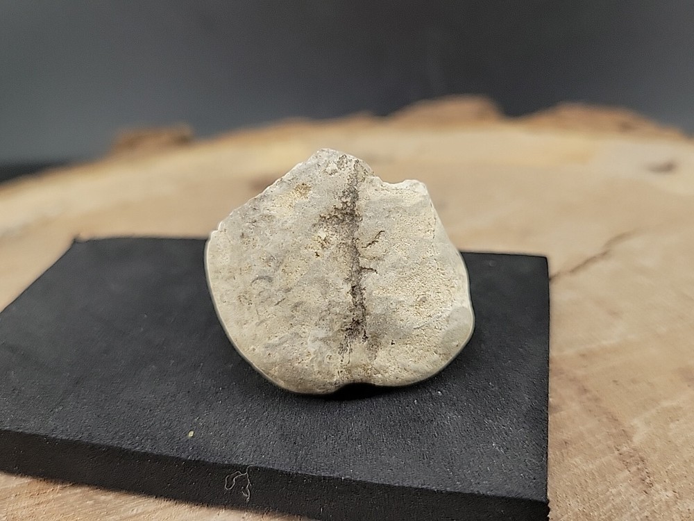 Real Fossilized Dinosaur Half Egg Embro Uv Reactive