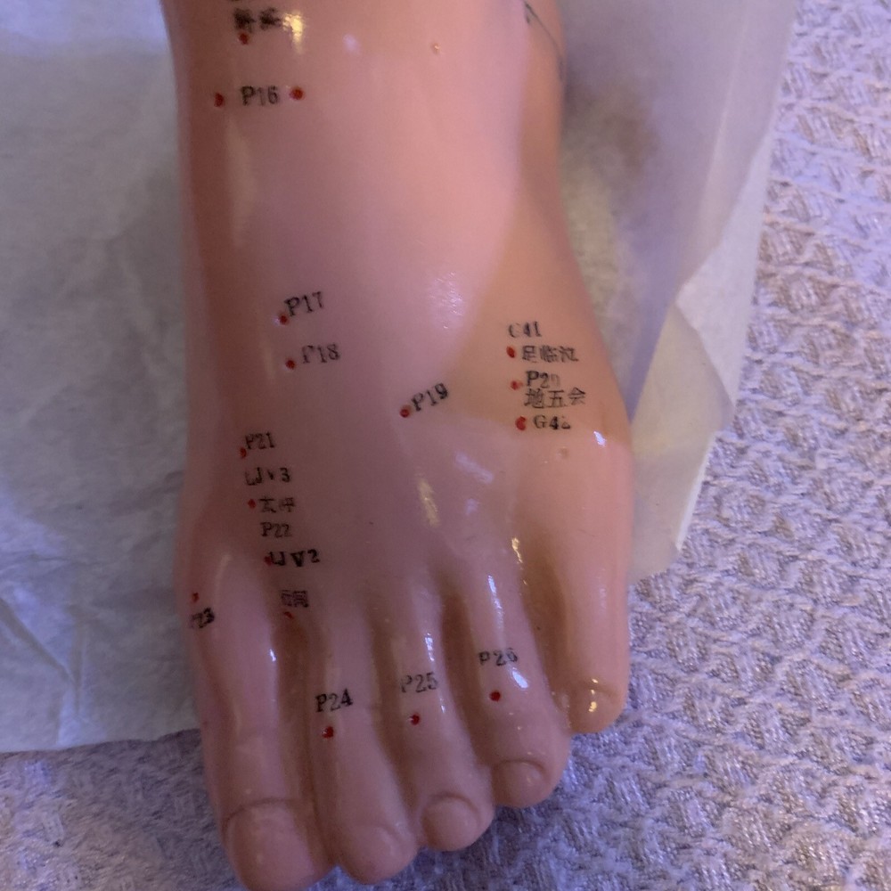 Human Acupuncture Foot Teaching Learning Model Tool 13 Cm English Version