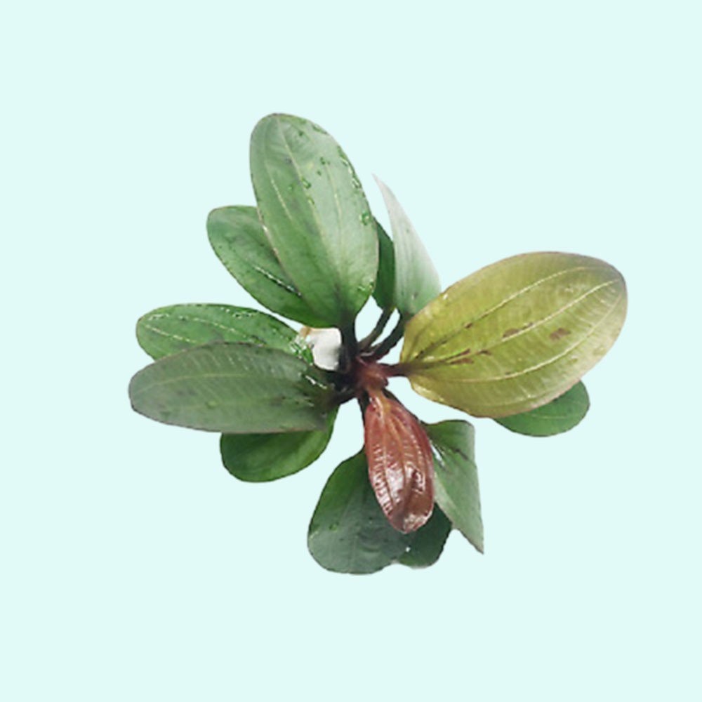 Amazon Sword Echinodorus (Red Pearl) Small