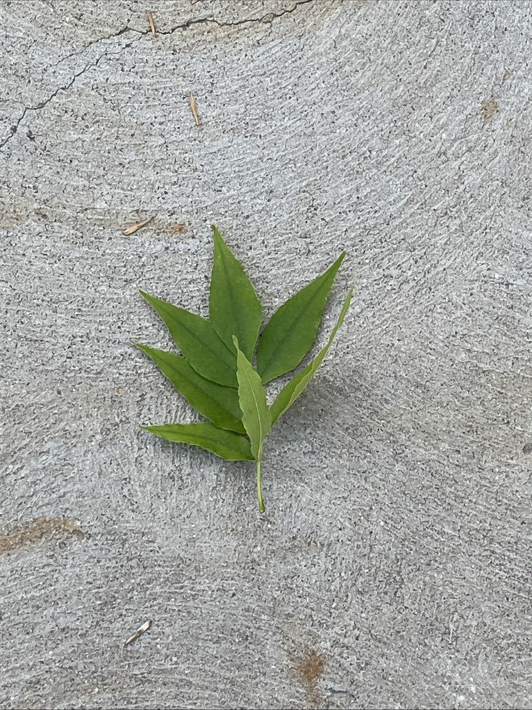 Leaf