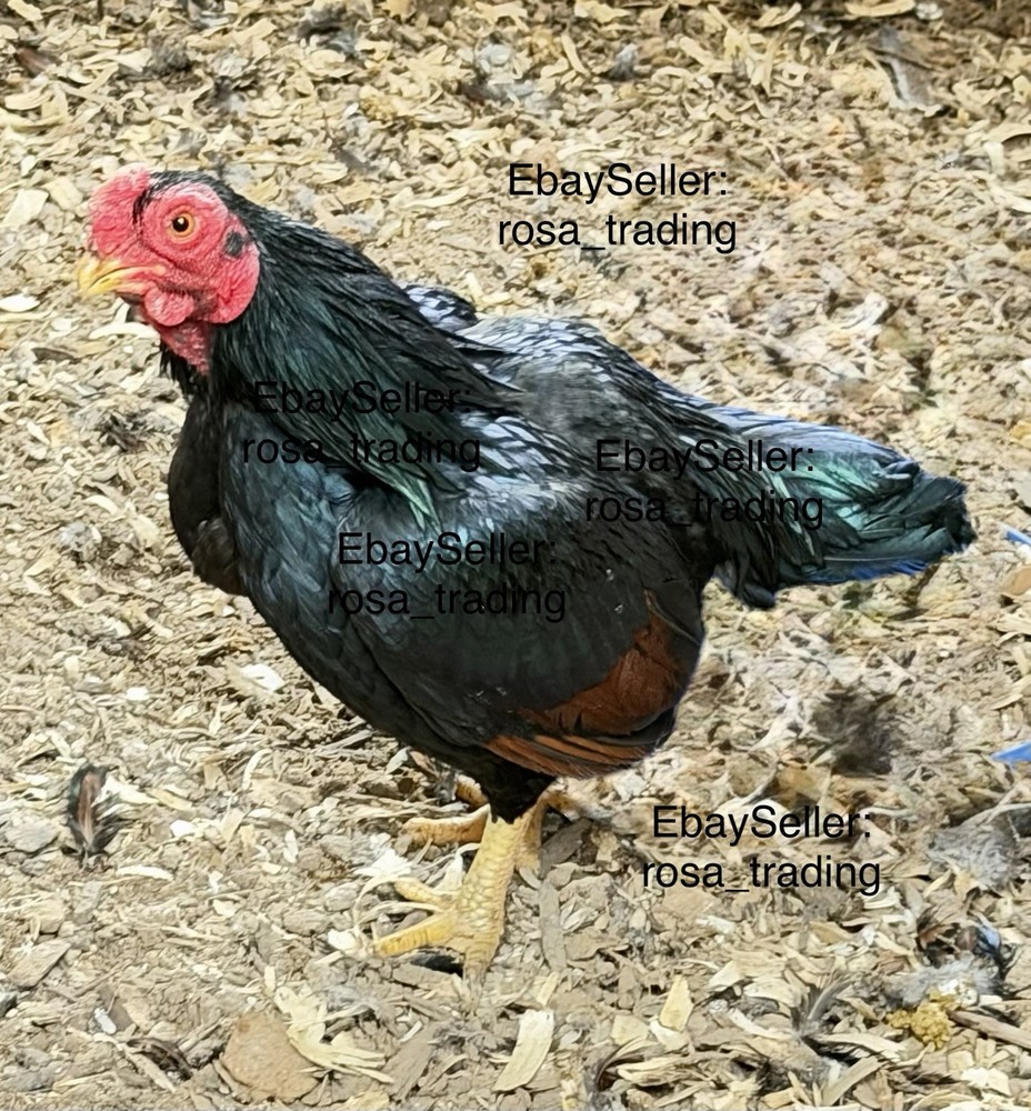 Dark Cornish Bantam Hatching Eggs 10 Pcs