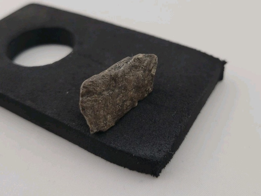 Fossil Dinosaur Permineralized Tooth T-rex 🦖