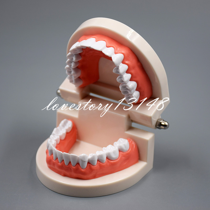 Dental Teaching Study Adult Standard Typodont Demonstration Teeth Model Nice