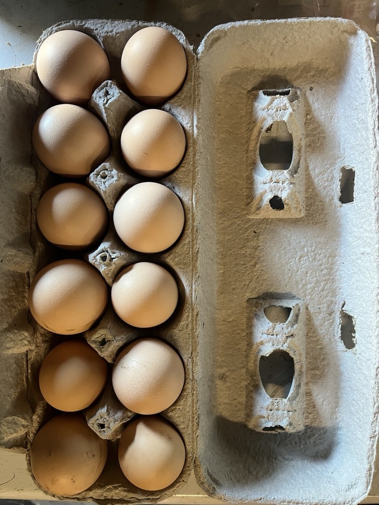 Brugse Vechter 100% PURE Hatching Eggs 12+ Hatching