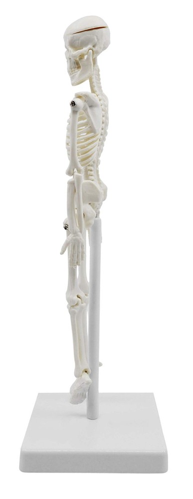 Miniature Human Skeleton Model, 8" Tall - with Mount & Stand - Anatomical Mod...