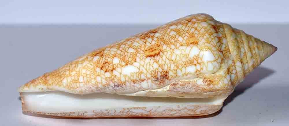 SHELLS - CONUS GLORIAMARIS - 84mm
