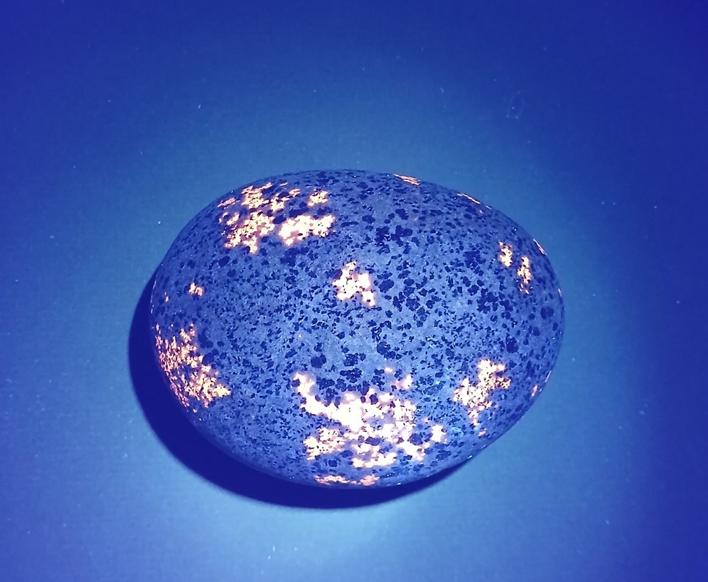 Fluorescent Sodalite ( Yooperlite )   12.5 oz.  A Nice Bright Yooperlite