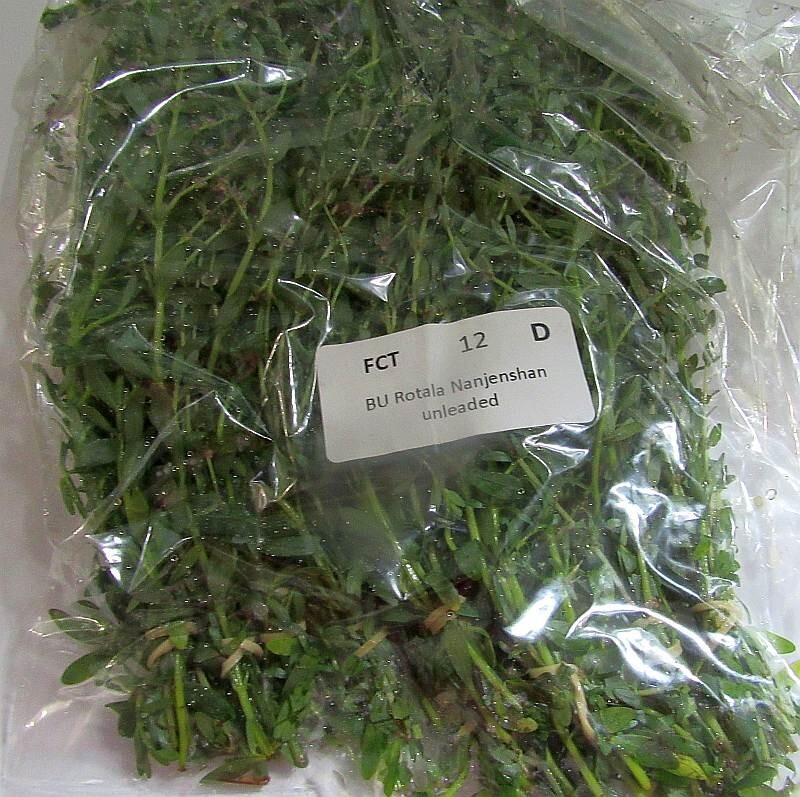 36 plus stems rotala nanjenshan plants