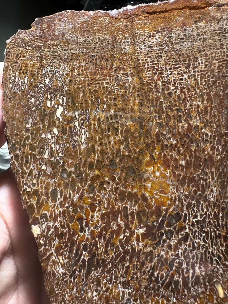 Dinosaur bone rough **hxtled slab.