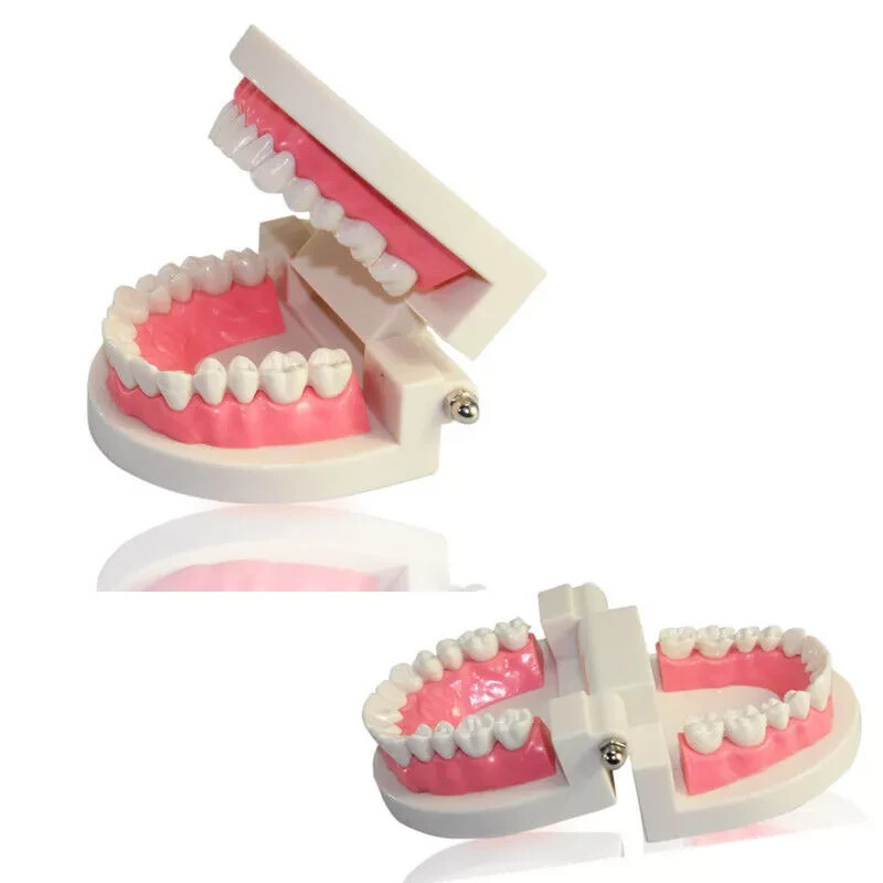 Dental Orthodontic Typodont Teeth Study Teach Standard Tooth Model Implant
