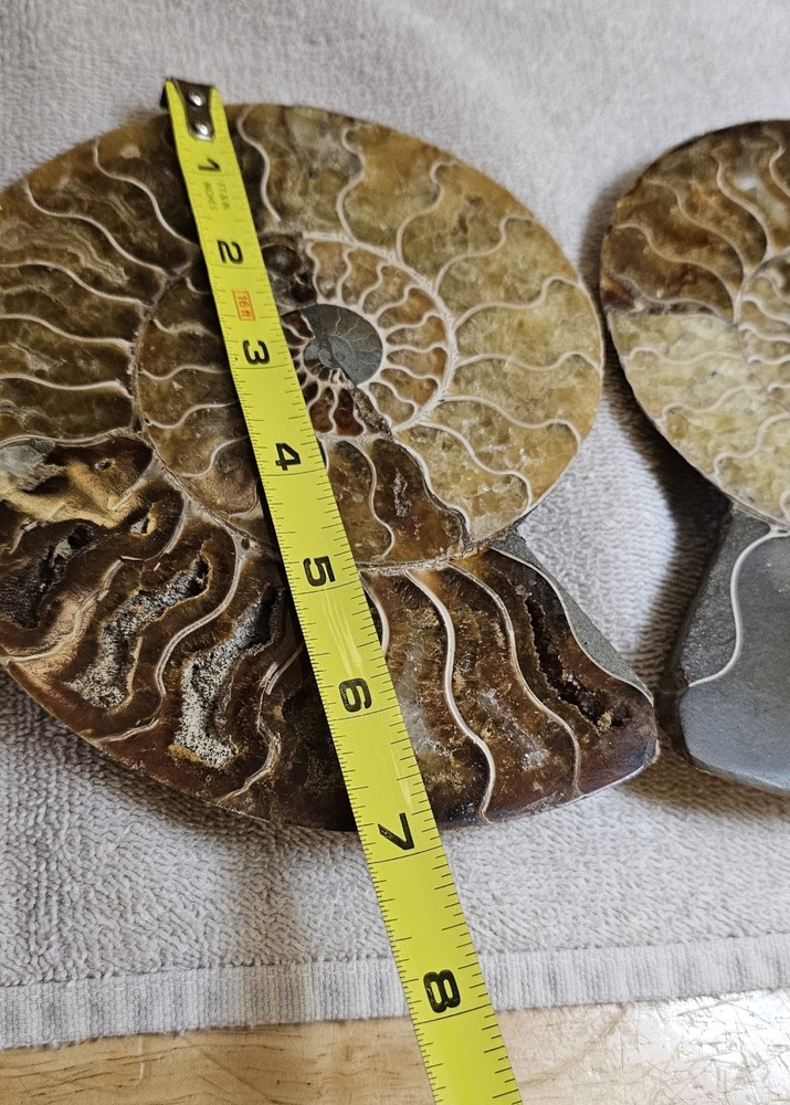 Ammonite Natural Pair