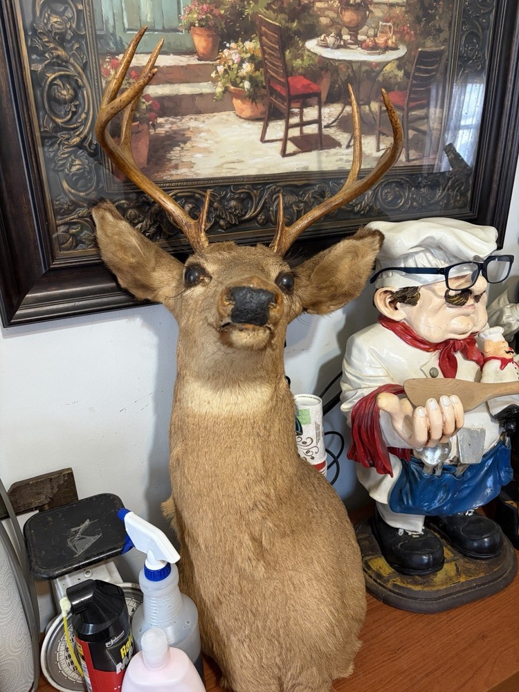 8 Point Buck Mount