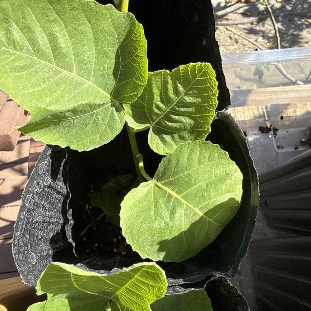 One LSU Tiger Fig Tree YOUNG