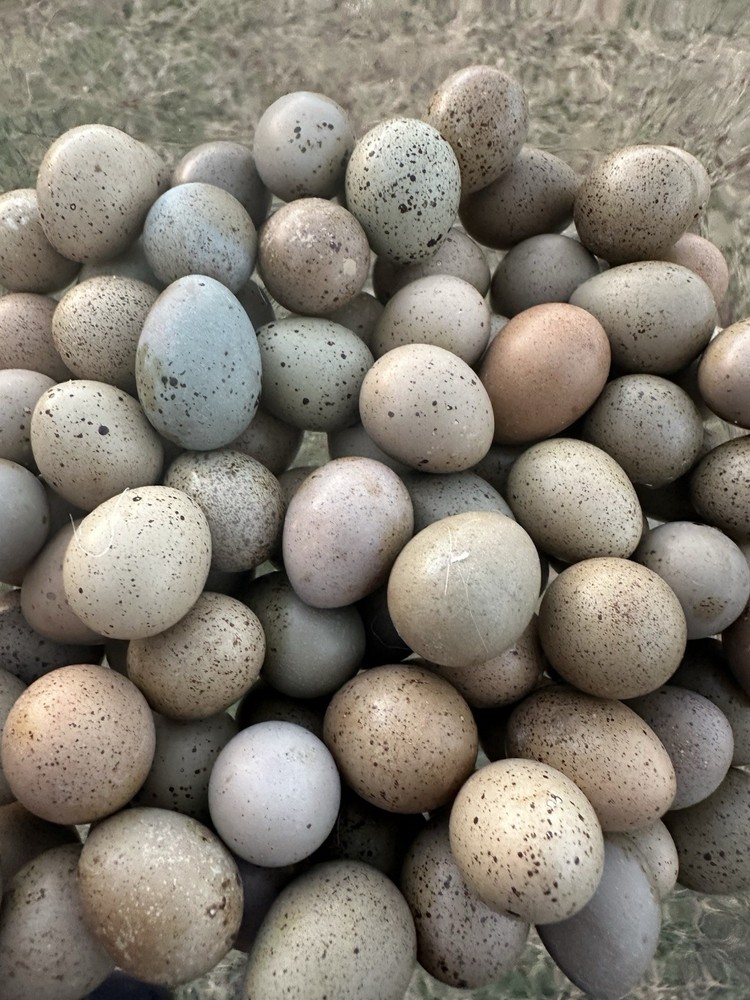 12+ Button Quail Hatching Eggs -Assorted Colors