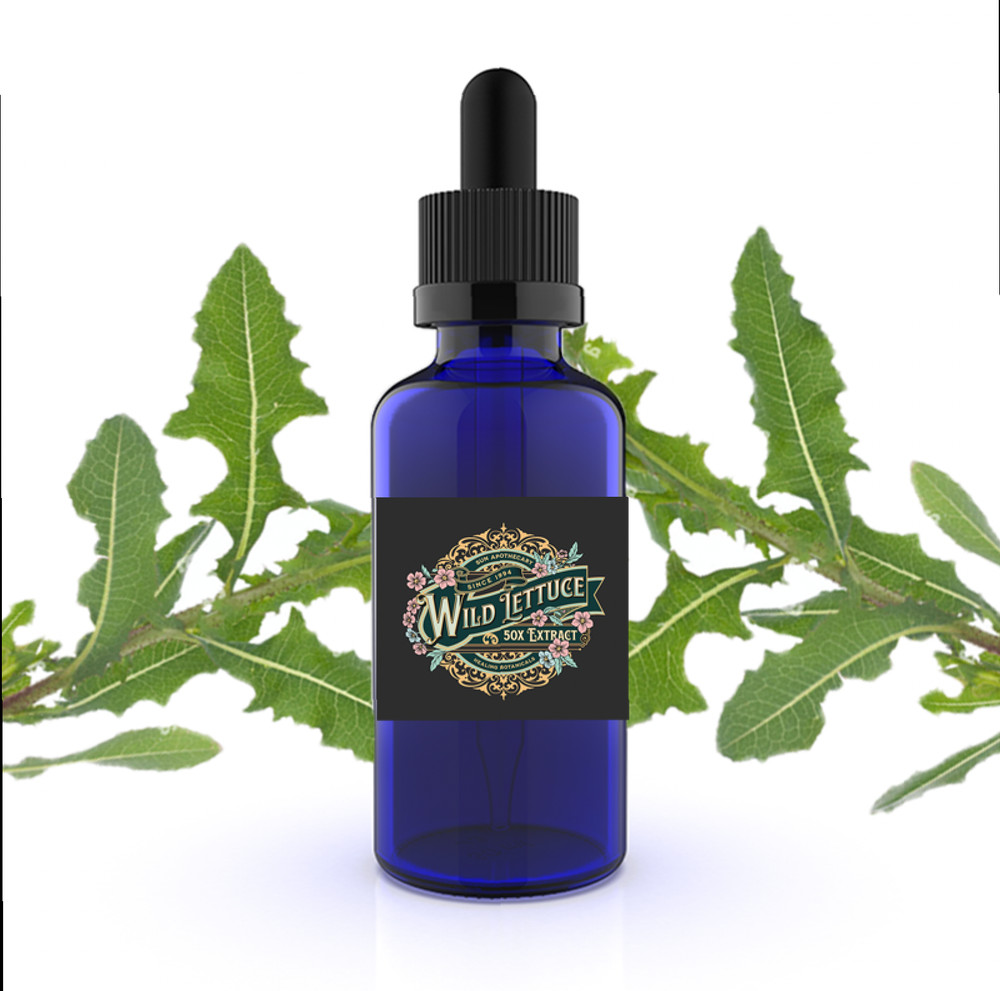 Wild Lettuce Extract (Lactuca Virosa)  -  Liquid Extract
